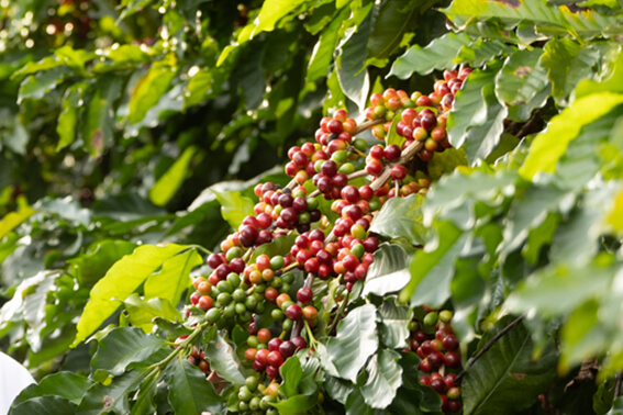 Vinícola Casa Bruxel