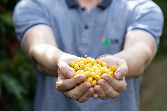 Vinícola Casa Bruxel