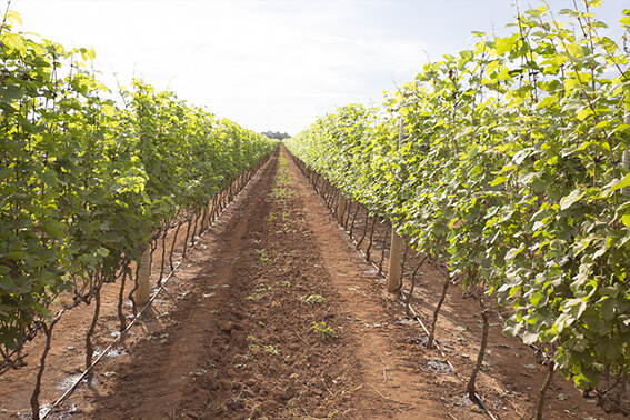 Vinícola Casa Bruxel